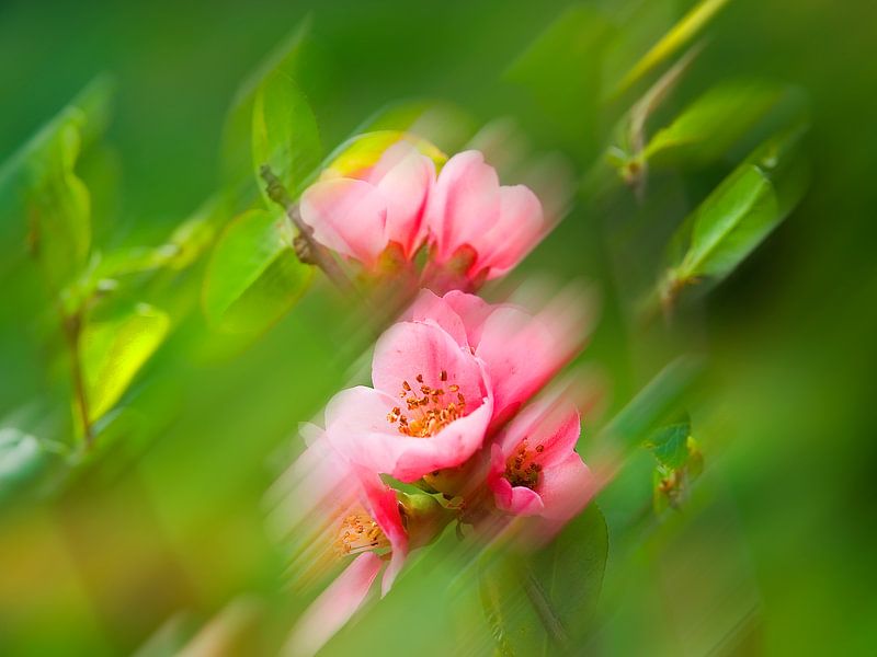 Zierquitte-Chaenomeles von Pa. Wowitto