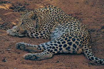 Luipaard in het wild Namibië, Afrika van Patrick Groß