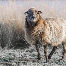 Schafe in der Duurswouder Heide im Winter von Fenna Duin-Huizing