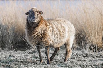 Moutons sur la lande de Duurswouder en hiver sur Fenna Duin-Huizing