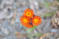 Wilde bloem van Danielle Flobbe thumbnail