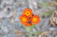 Wilde bloem