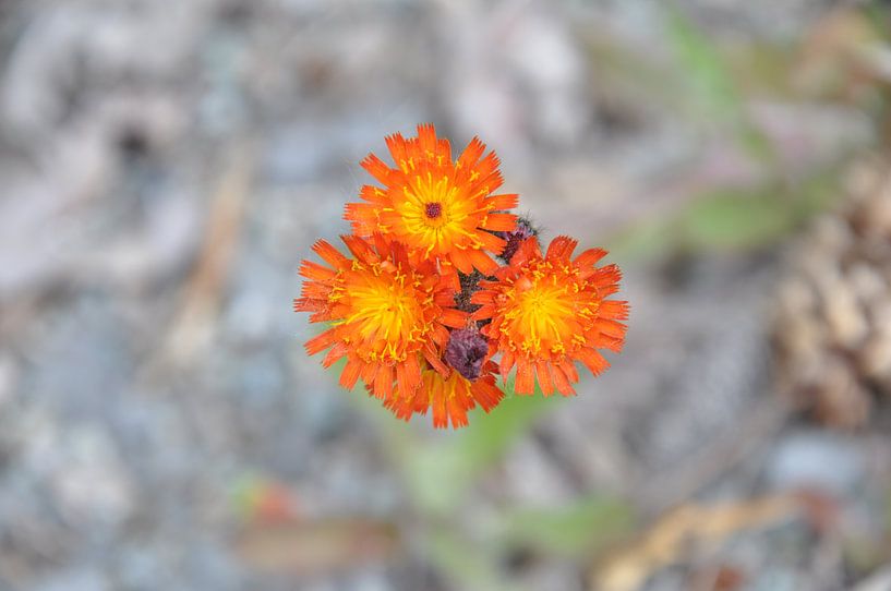Wilde bloem van Danielle Flobbe