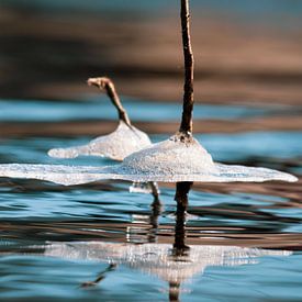 Schwebende Eiskronen – die vergängliche Kunst der Natur von Max Steinwald