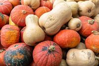 Hokkaido and butternut pumpkins