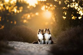 Sonnenuntergang in der Heidelandschaft von Omica Meinen