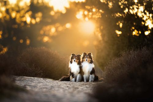 Sonnenuntergang in der Heidelandschaft