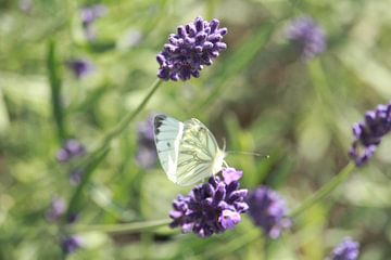 Lavendel met vlinder 'witje' van Art by Janine