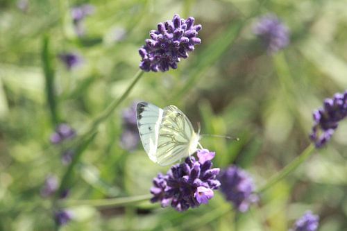 Abstracte fotografie | Abstract expressionisme | Modern abstract | Lavendel met vlinder 'witje'