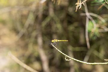 Bruinrode Heide Libelle van Bopper Balten