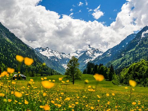 Voorjaarsontwaken in het Trettach-dal