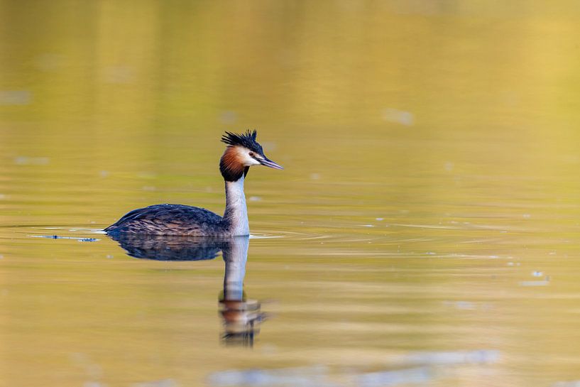 Great crested grebe (Podiceps cristatus) by Dirk Rüter