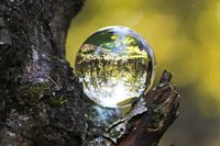 Oisterwijk nature through a crystal ball