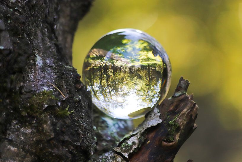 Oisterwijk nature through a crystal ball by Alex van de Ven