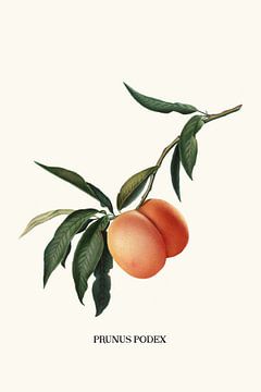 Peachy von Jonas Loose