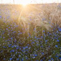 beautiful blue cornflowers in summer and wheat field in backlight of setting sun