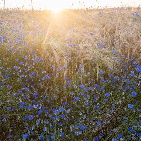 beautiful blue cornflowers in summer and wheat field in backlight of setting sun van anton havelaar