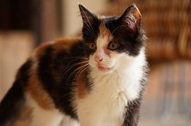 Kitten by Manongraphy