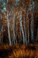Autumn forest with colours and birches