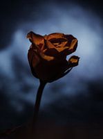 Moody Rose