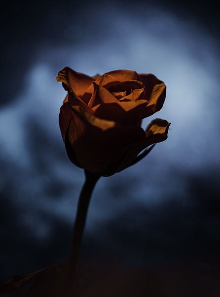Moody Rose by Davadero Foto