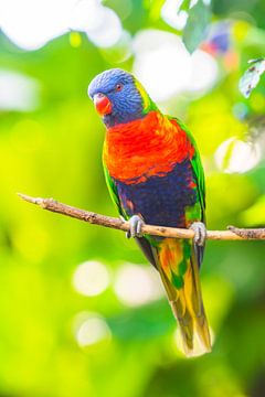Regenbooglori tropische vogel zittend in een boom van Sjoerd van der Wal