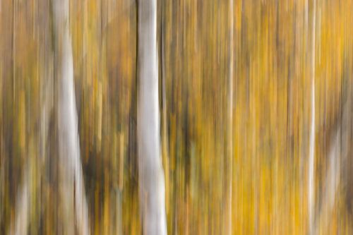 Berken in herfstkleuren van Bas Alstadt Fotografie