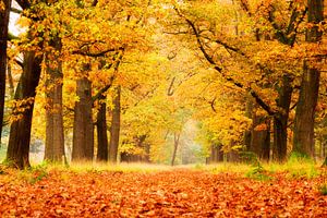 Herfstlaan Veluwe