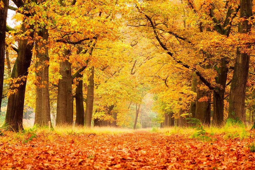 Herfstlaan Veluwe par Dennis van de Water