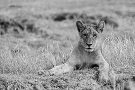 Lion sur Robert van Brug