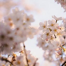 Bloesemboom in bloei Japanse bloesemtuin Amstelveen van Joyce van Galen