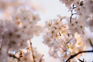 Bloesemboom in bloei Japanse bloesemtuin Amstelveen van Joyce van Galen