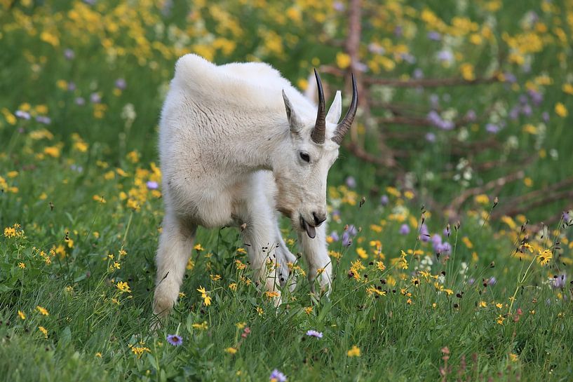 Schneeziege (Oreamnos americanus), Glacier National Park, Montana, Rocky Mountains,USA von Frank Fichtmüller