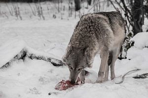 Ein Wolfsweibchen auf einem Hintergrund aus Schnee, schaut misstrauisch drein und nagt an Fleisch, e von Michael Semenov