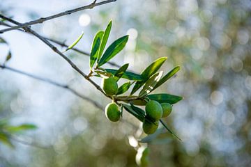 Grüne Oliven von Bianca ter Riet