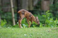 Bambi explores his world