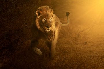 Lion in golden light at sunrise by Chris Stenger