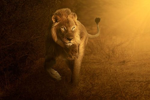 Lion in golden light at sunrise by Chris Stenger