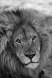 Male lions in Africa, black and white by THUPHO