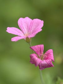 Geraniums sur Roger Trelou