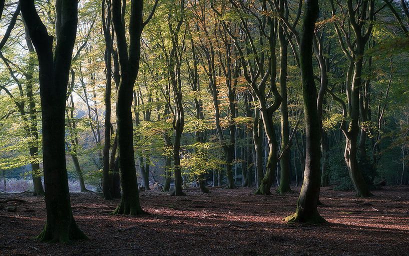 Vieux arbres par Roelof Nijholt