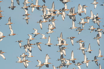Eine Gruppe Uferschnepfen (limosa limosa) fliegt vor blauem Himmel über einer Wiese in Friesland