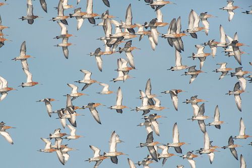 Black-tailed godwit (limosa limosa) group flying against a blue sky over a meadow in Friesland count
