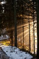 Zonnestralen door de bomen