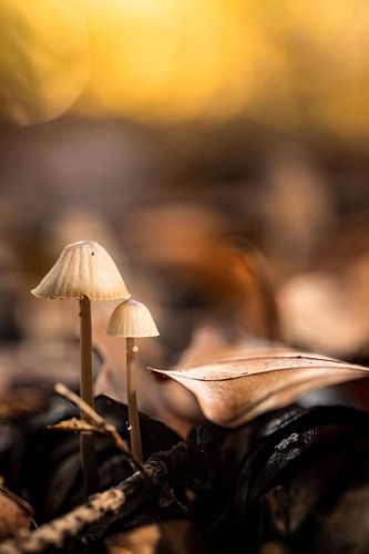 Herfsttafereel