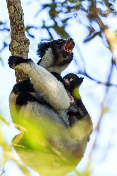 Schreeuwende Indri Indri met jong van Dennis van de Water