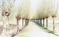 Knotwilgen in de zon