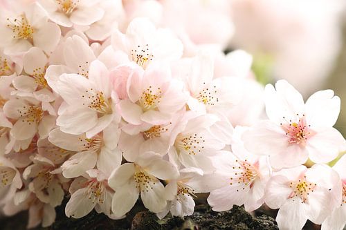 Wollige Sakura.1