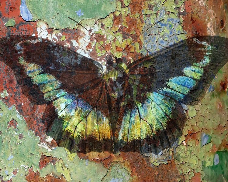 Skull butterfly by christine b-b müller