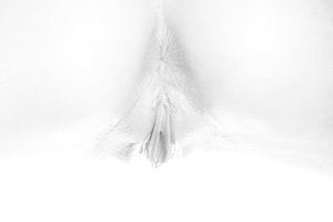 Künstlerischer Akt einer Vagina und eines Gesäßes in High Key Schwarz und Weiß